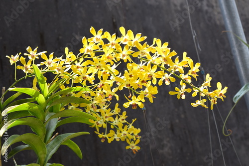 beautiful yellow hybrid orchid flower in nursery