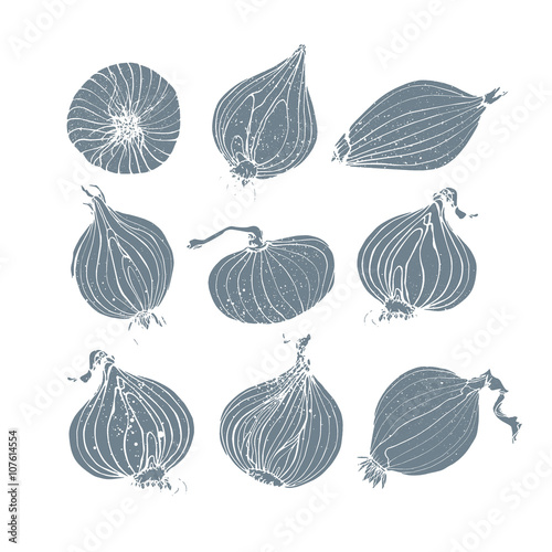 Onion bulbs illustration