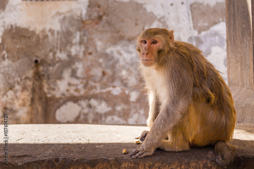 Monkey Sitting on a Wall Closeup © mikecleggphoto