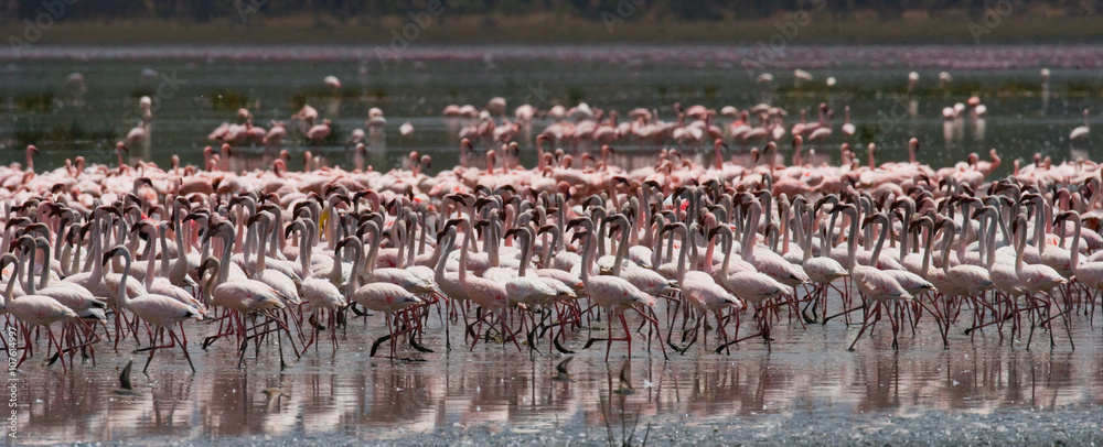 Naklejka premium Big group flamingos on the lake. Kenya. Africa. Nakuru National Park. Lake Bogoria National Reserve. An excellent illustration.