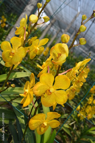 beautiful yellow mokara hybrid orchid flower