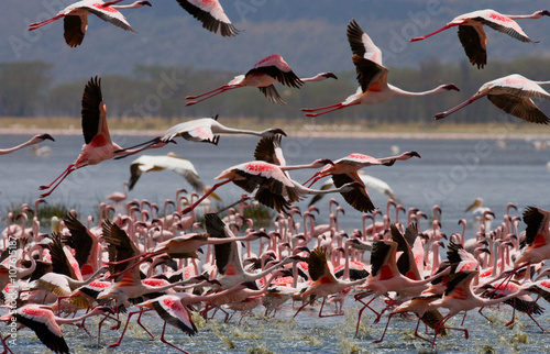 Big group flamingos on the lake. Kenya. Africa. Nakuru National Park. Lake Bogoria National Reserve. An excellent illustration.