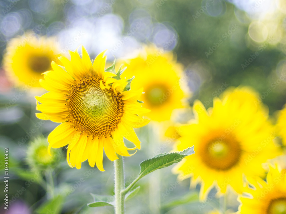 Obraz premium Sunflowers field and bright sun (sunflower, field, yellow)