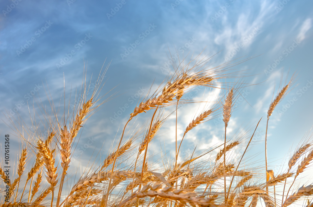 Ears of wheat against the blue sky Ears of wheat against the blue sky