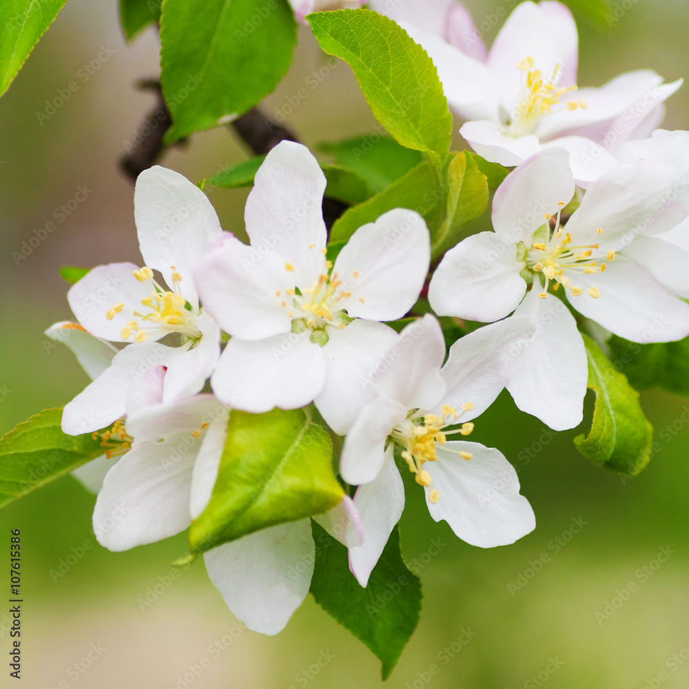 Fototapeta premium Spring in the Garden.