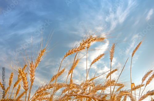 Ears of wheat against the blue sky