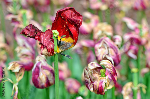 dried dead tulips photo