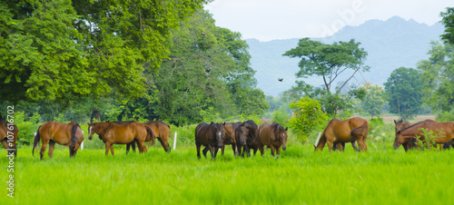 Herd of horses in the pasture
