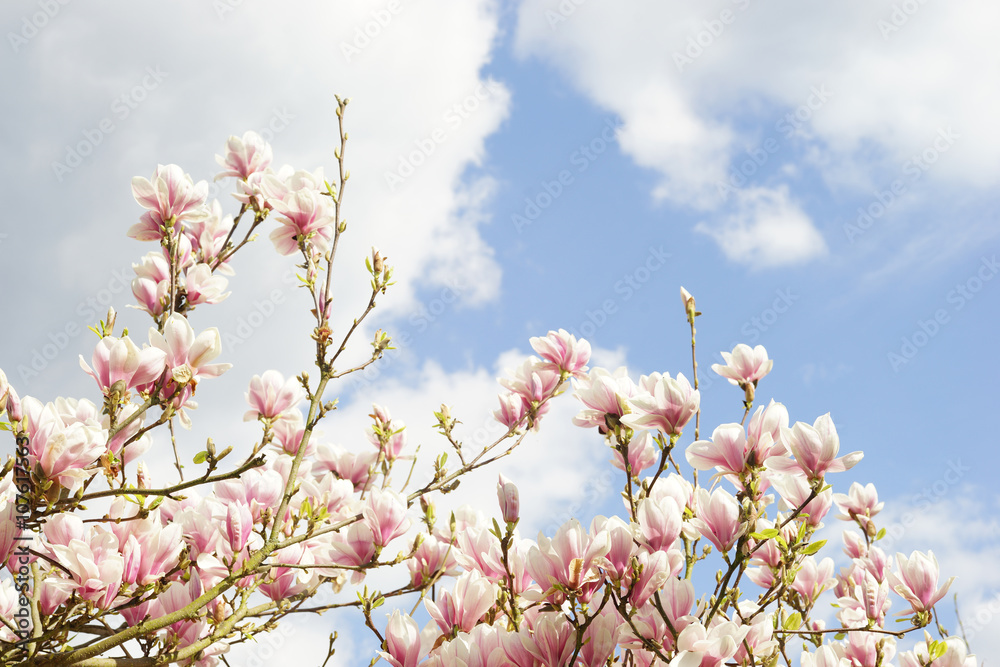 Magnolienblüten vor lichtblauem leicht bewölktem Himmel Magnolienblüten vor lichtblauem leicht bewölktem Himmel