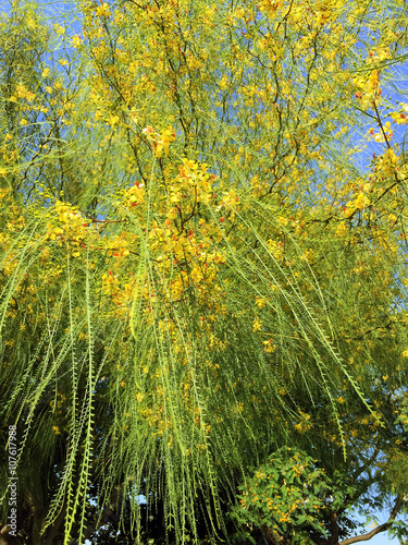 Ratama or Parkinsonia aculeata, Jerusalem thorn,  is a species of perennial flowering tree in the pea family in Barcelona, Spain. photo