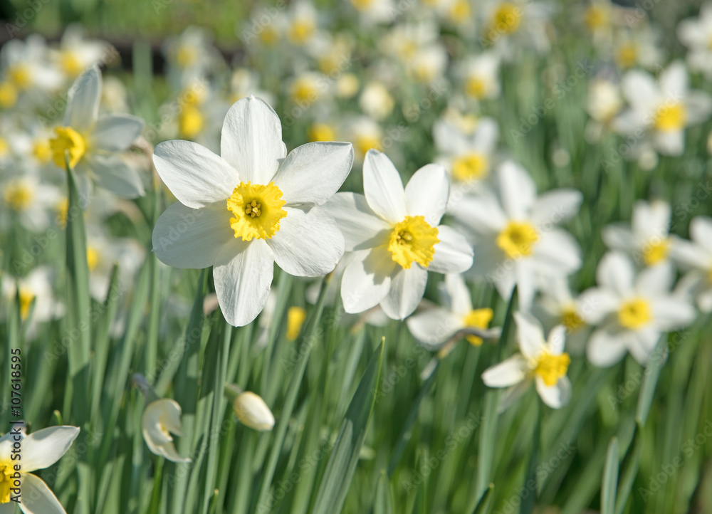 Narzissen, Narcissus, Osterglocken, Frühling Narzissen, Narcissus, Osterglocken, Frühling