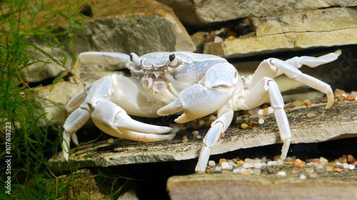 river crab Potamon sp. in natural environment photo