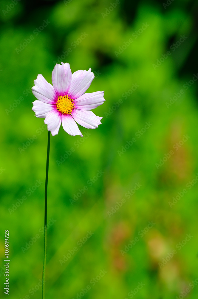 Beautiful Cosmos Flower Beautiful Cosmos Flower