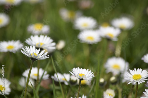 a meadow full of daisies Eine wiese voller Gänseblümchen