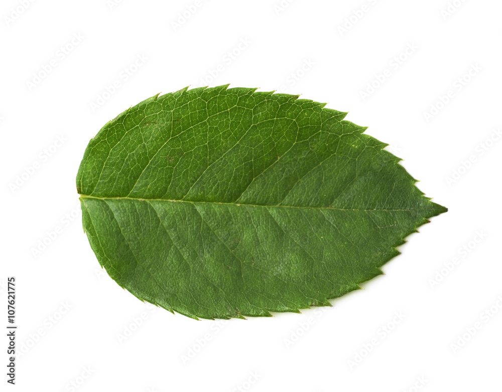 Obraz premium Single green rose leaf isolated