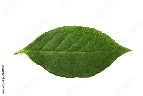 Single green rose leaf isolated