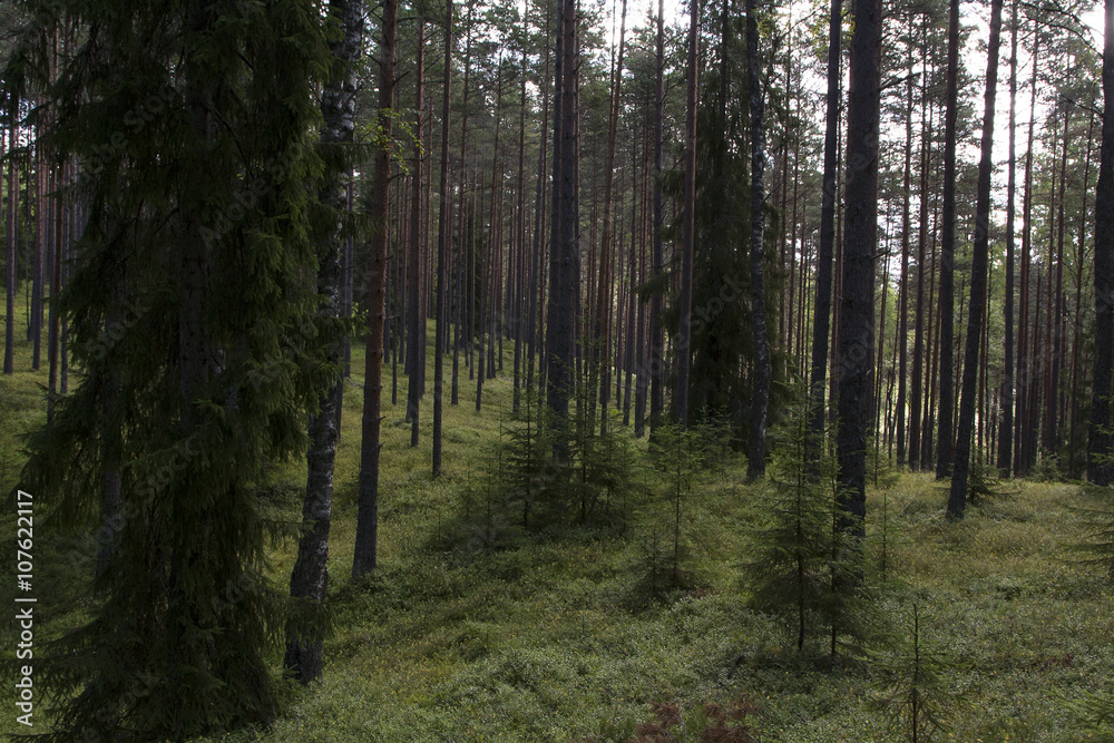 Fototapeta premium Wild evergreen forest in summer