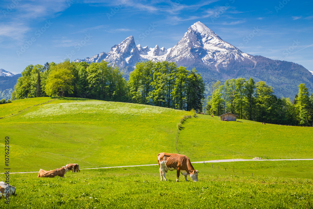 Idyllic landscape in the Alps with cows grazing on green meadows in spring