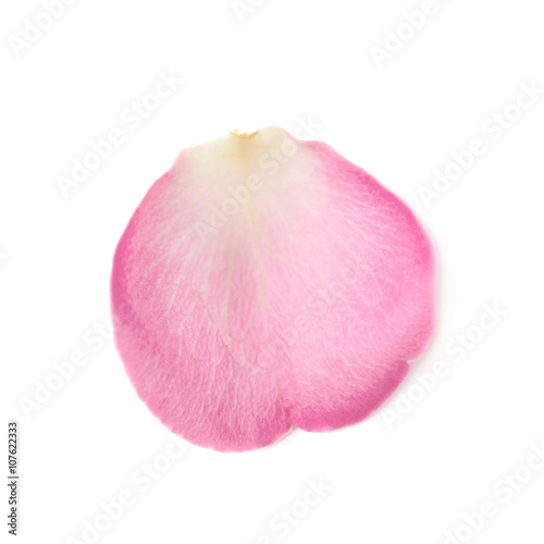 Single rose petal isolated