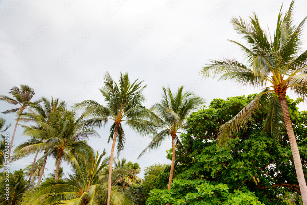 Palm trees on Koh Samui island in Thailand