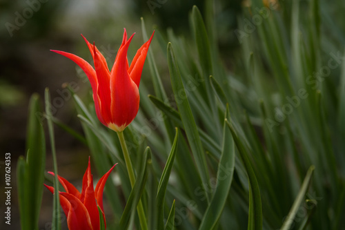 Red star tulip