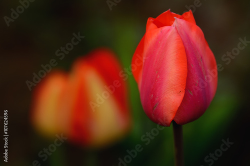 Red tulip