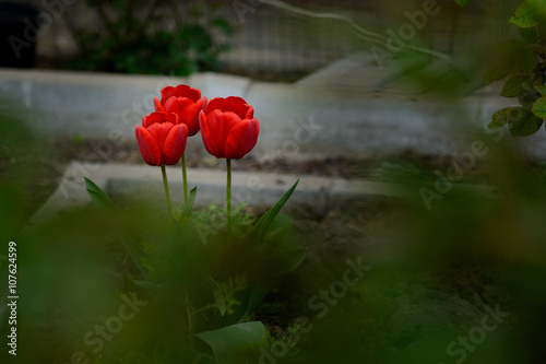Three red tulips alone in the garden