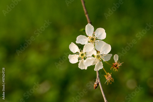 Sour cherry three blossoms