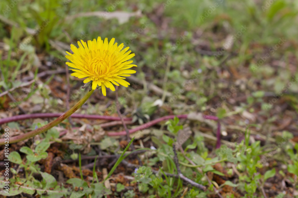 Isolated yellow dandelion (Taraxacum official) Isolated yellow dandelion (Taraxacum official)