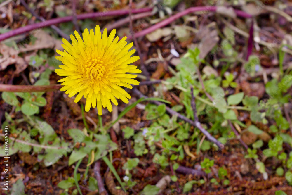 View from above of a yellow dandelion (Taraxacum official) View from above of a yellow dandelion (Taraxacum official)