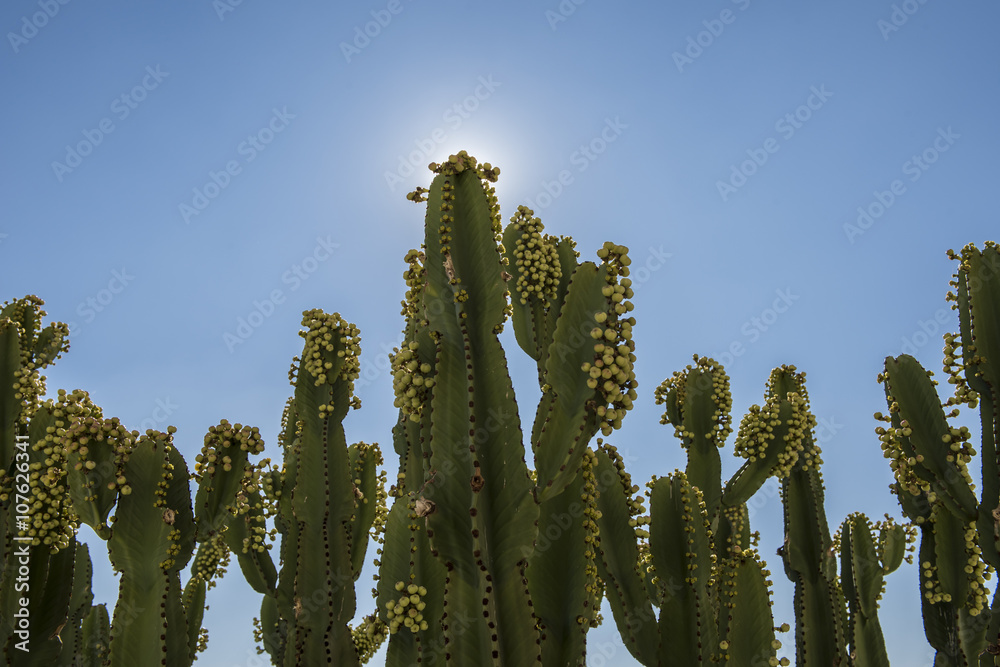 Green Peruvian Apple Cactus Green Peruvian Apple Cactus