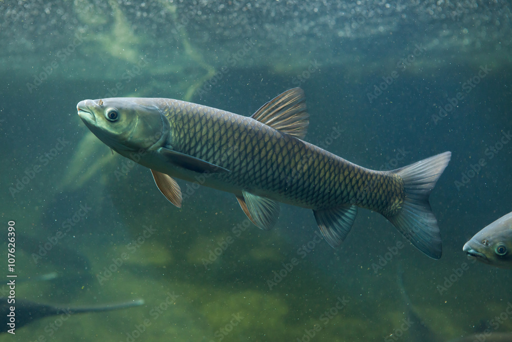 Grass carp (Ctenopharyngodon idella).