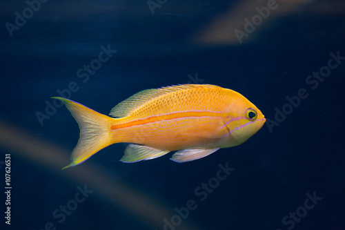 Sea goldie (Pseudanthias squamipinnis), also known as the lyreta photo