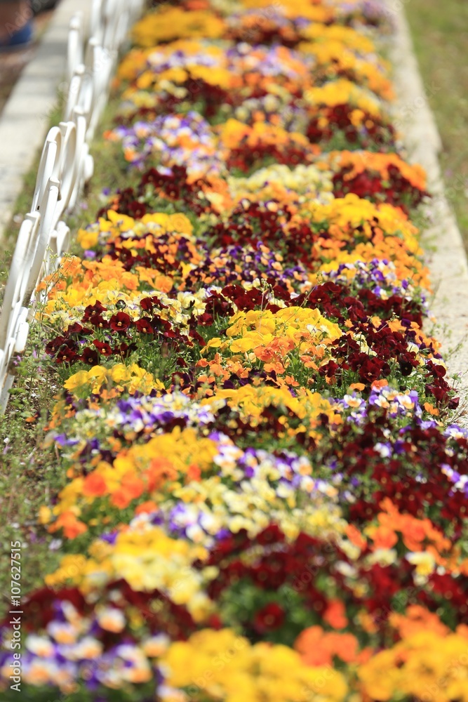 Fototapeta premium 春の花々