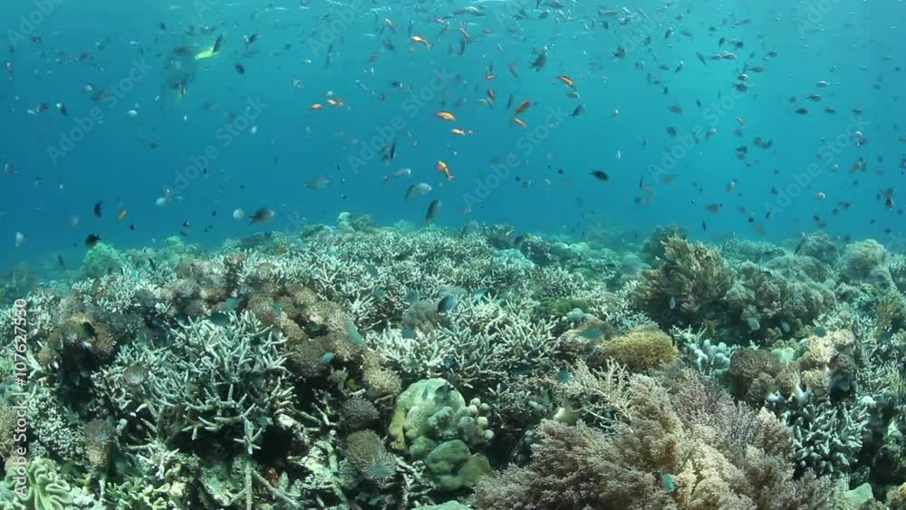 Indonesian Reef and Fish Indonesian Reef and Fish