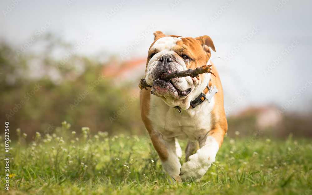 English bulldog playing with stick English bulldog playing with stick
