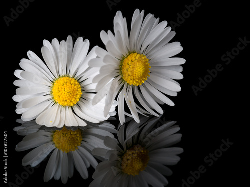 Two daisies  close  on shiny black with reflection