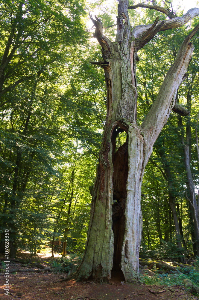 Fototapeta premium Urwald Sababurg-IX- 