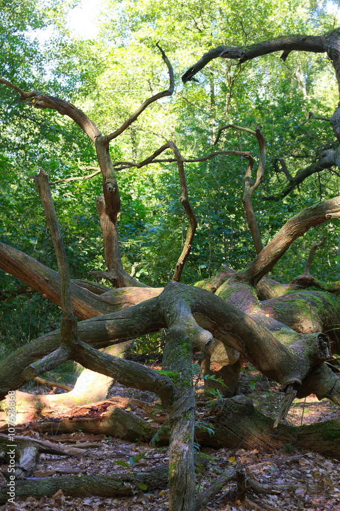 Urwald Sababurg-XIV- Urwald Sababurg-XIV-