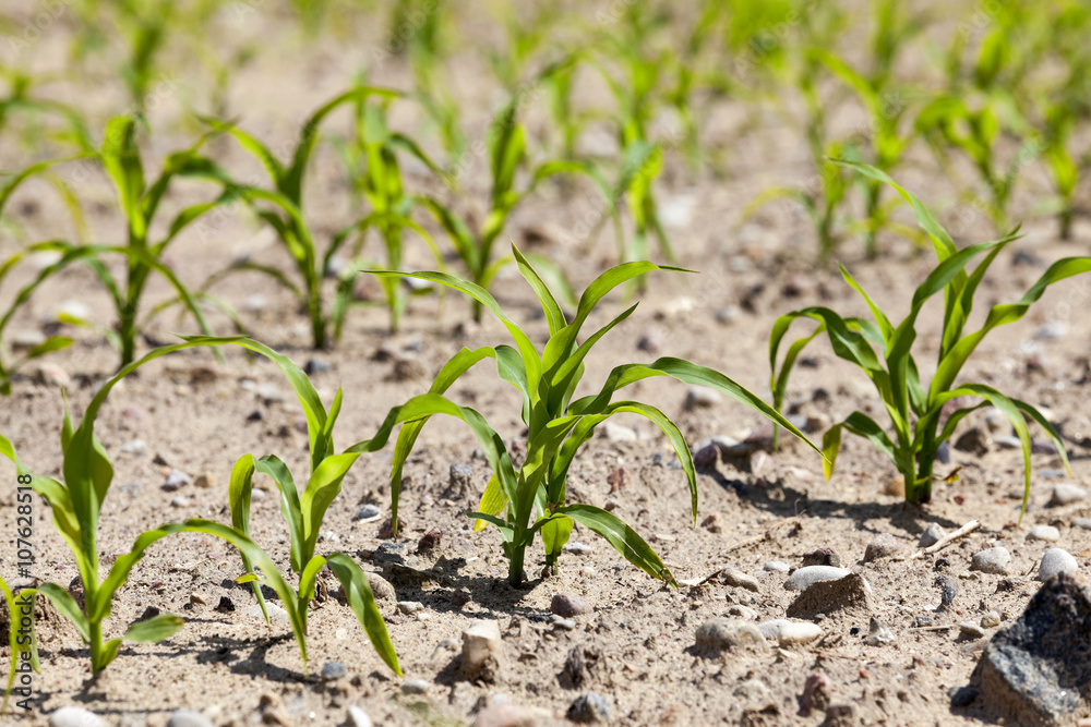 Field of green corn Field of green corn