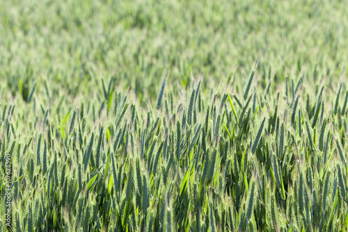 Agriculture. cereals. Spring 