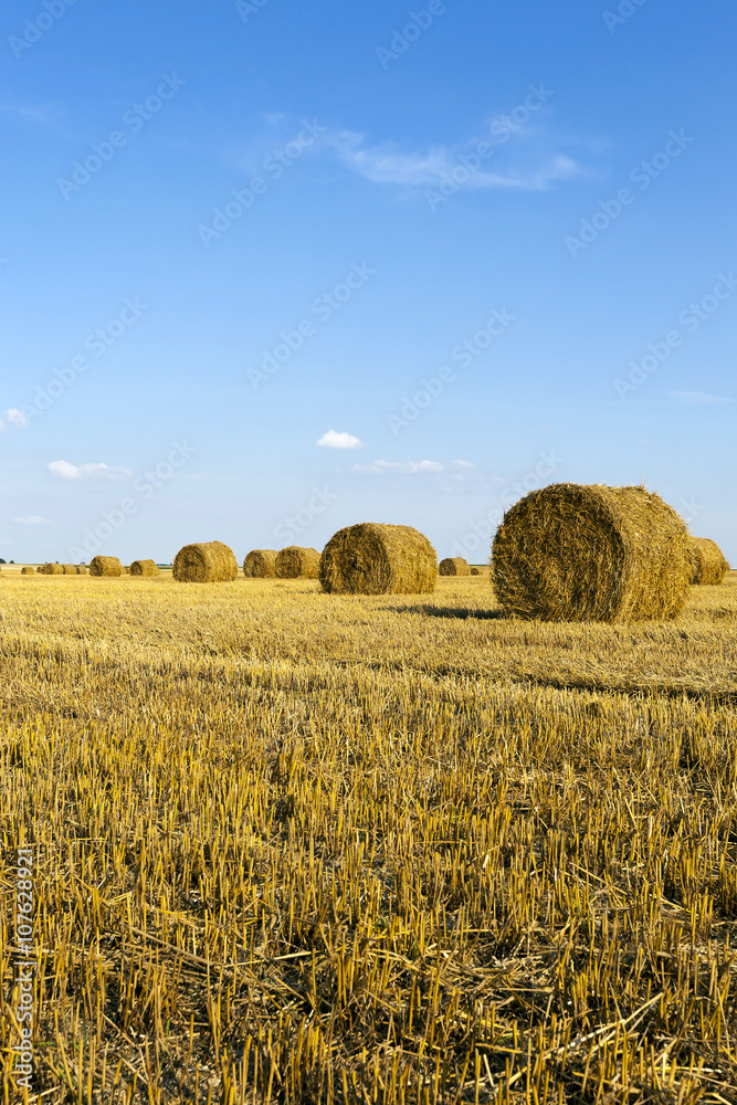 stack of straw in the field  