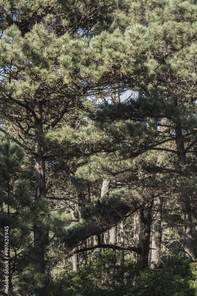 Pine Forest Pine Forest