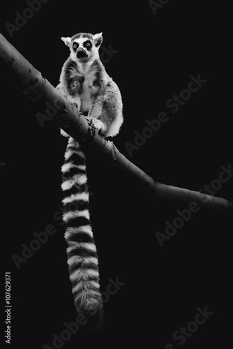Tail