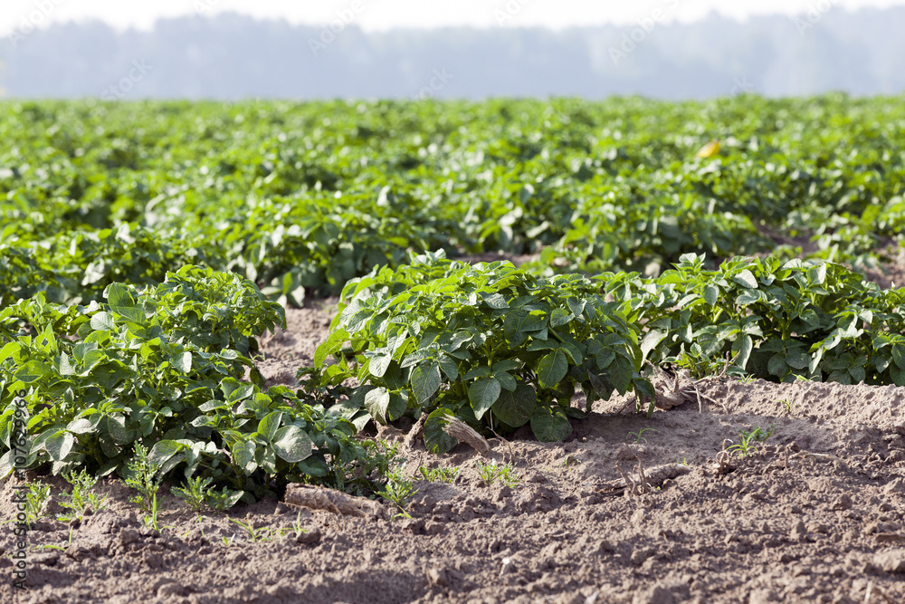 Agriculture,   potato field  