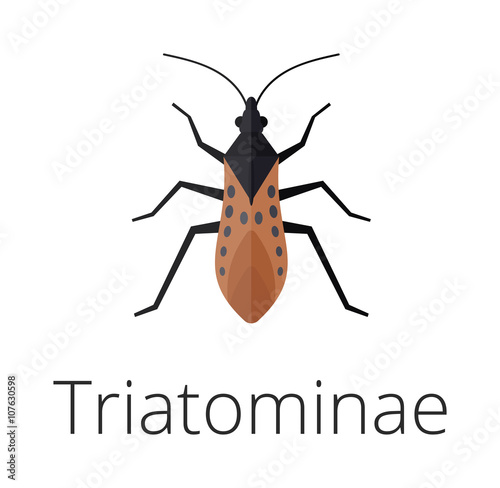 Triatominae skin parasite insect bug . 