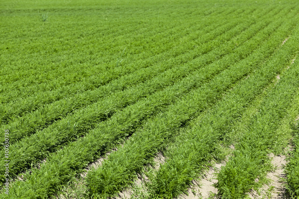 Field with carrot Field with carrot