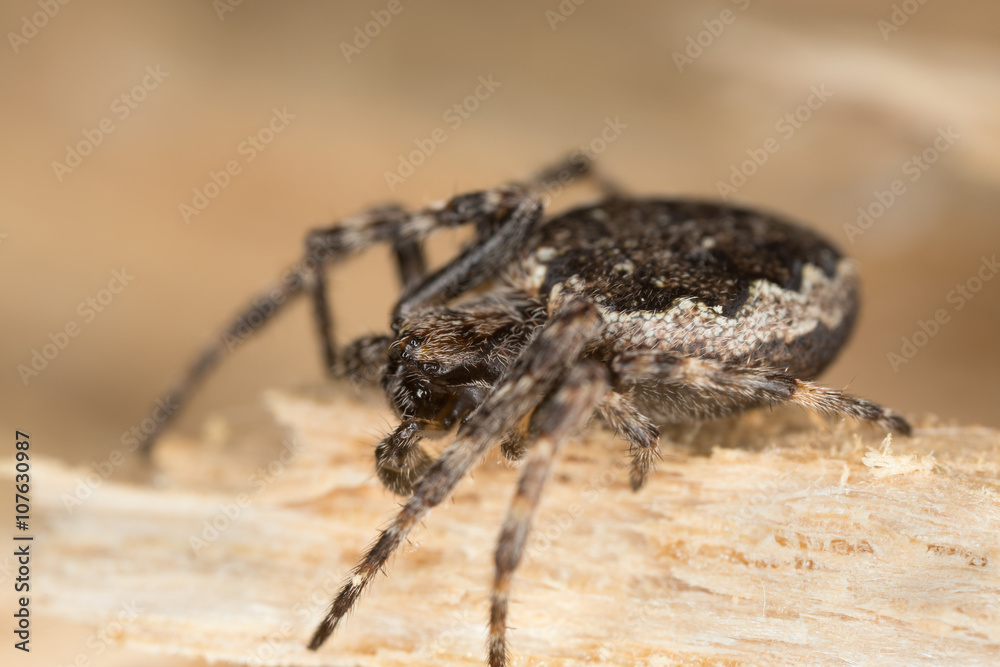 Walnut Orb-weaver Spider, Nuctenea umbratica on wood Walnut Orb-weaver Spider, Nuctenea umbratica on wood