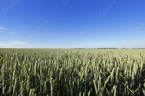 agricultural field wheat 