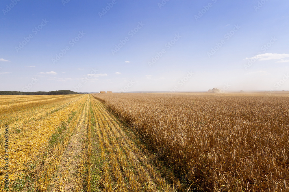 harvest of cereals. summer harvest of cereals. summer